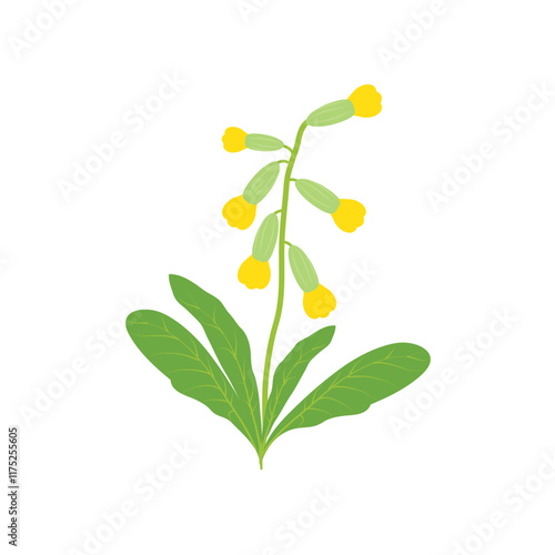 Flower cowslip primrose illustration isolated on white background. Primula veris flower herb vector.