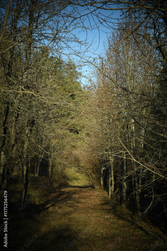 Naklejka premium path in the forest