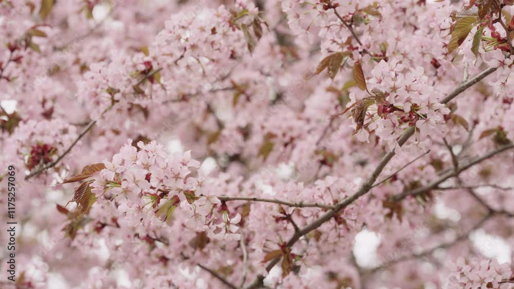 Sakura cherry blossom in spring on a cloudy day Sakura cherry blossom in spring on a cloudy day