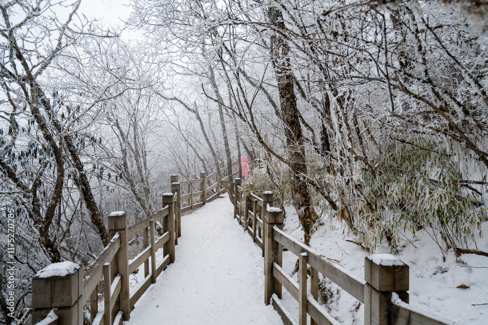 The snowy boardwalk in the forest park during winter