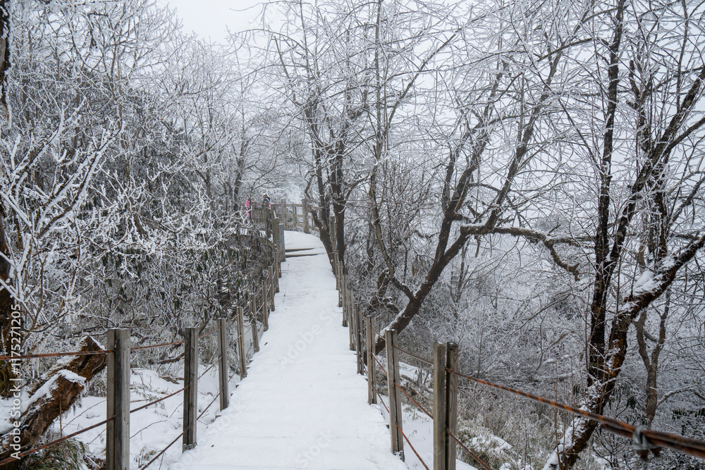 The snowy boardwalk in the forest park during winter