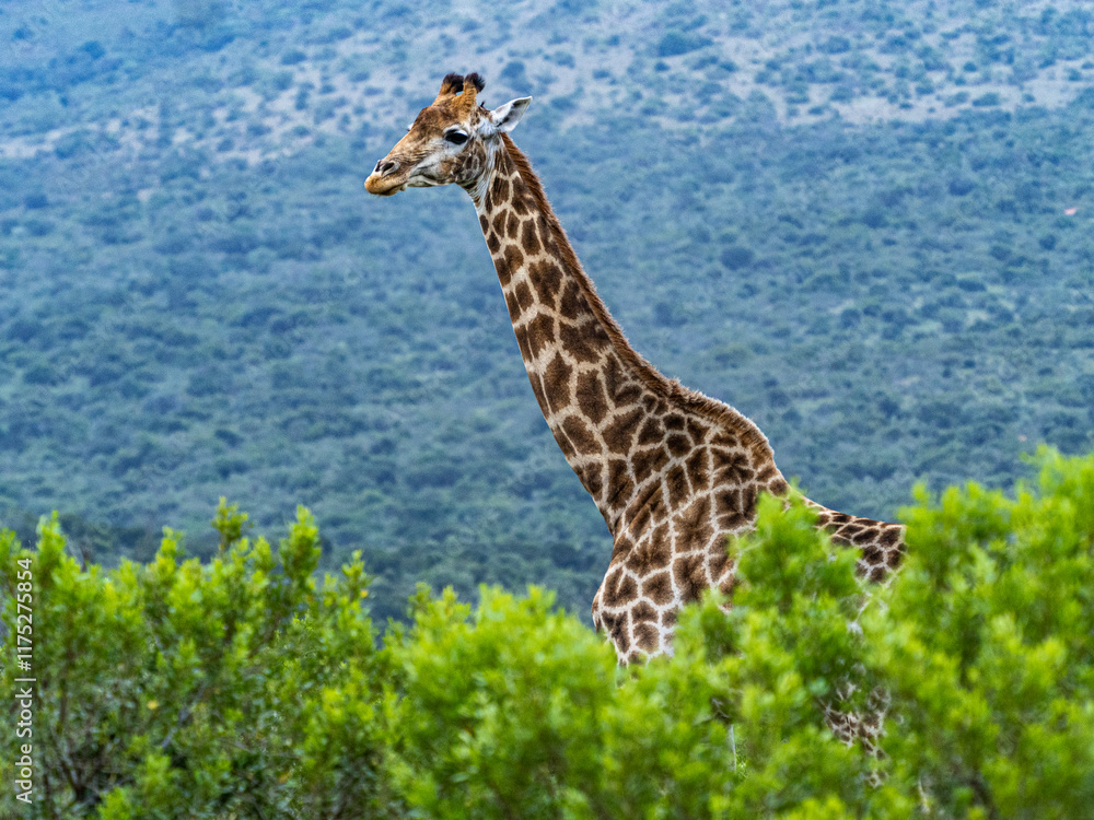 Obraz premium Lone Giraffe on Large South African Park