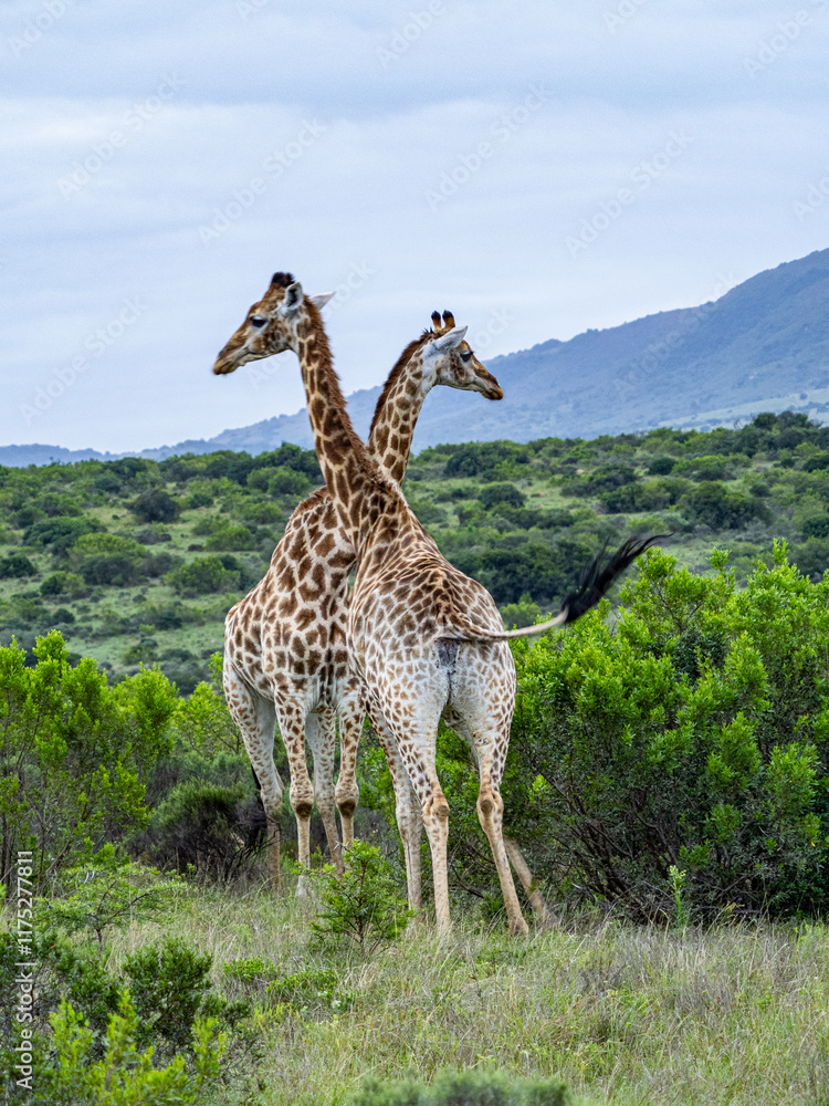 Obraz premium Giraffe in the Wild