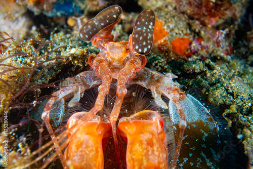 Giant mantis shrimp -Odontodactylus scyllarus - Anilao Philippinen photo