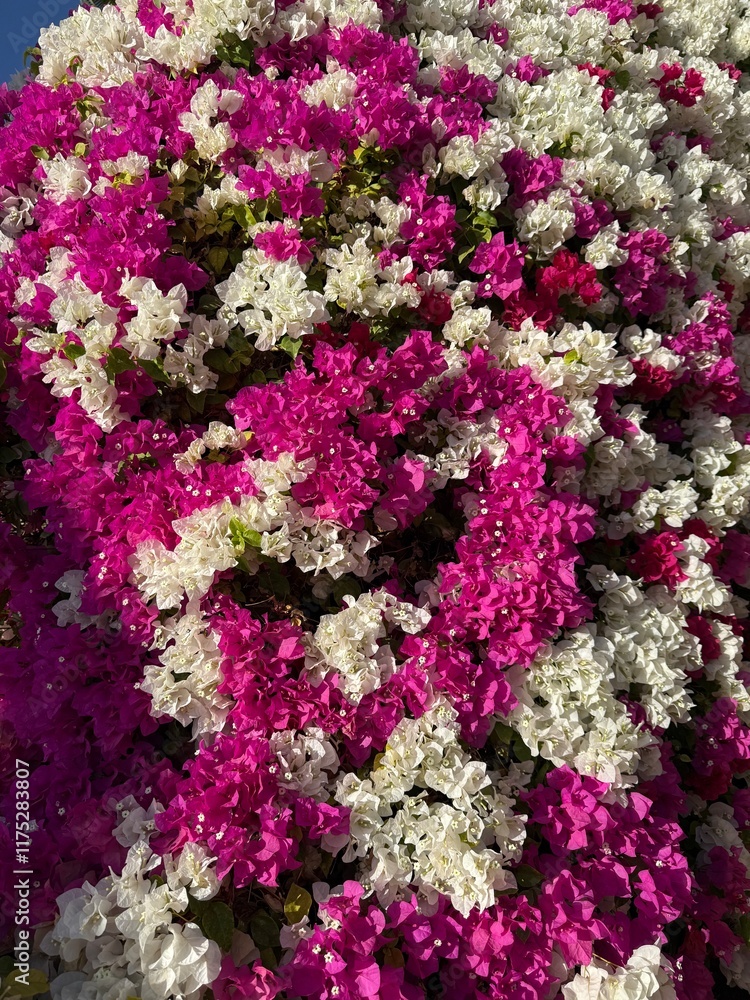 Fototapeta premium Bougainvillea Flowers in Bloom