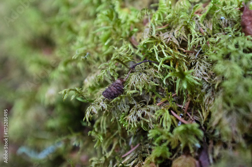 Mossy rock