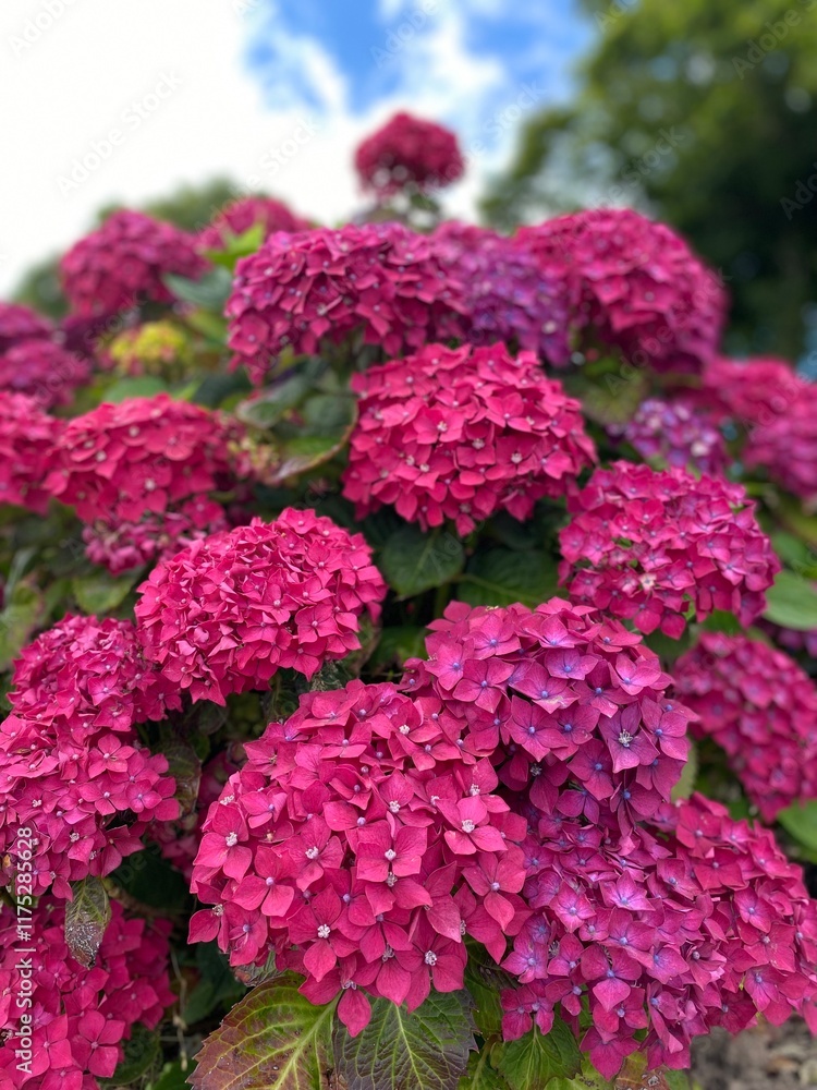 pink flowers pink flowers