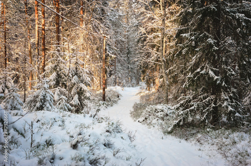 Forest path in the winter