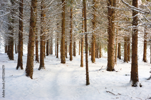 Winter forest in the snow