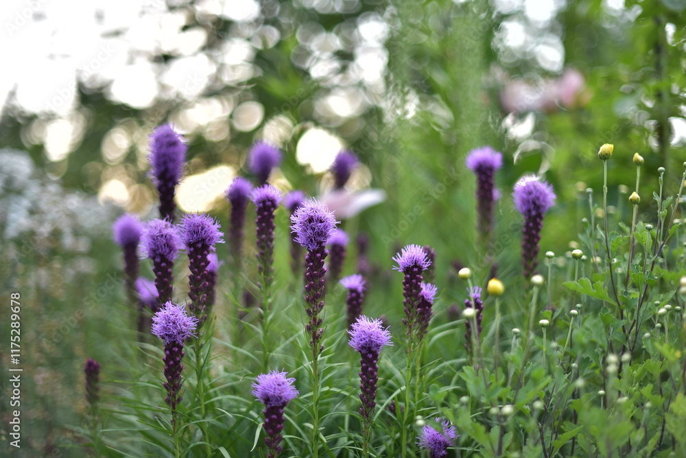 Naklejka premium Flowers in the garden
