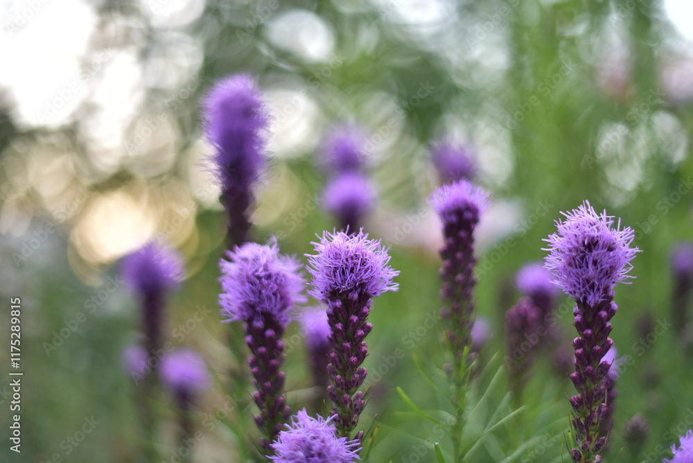 Naklejka premium Flowers in the garden