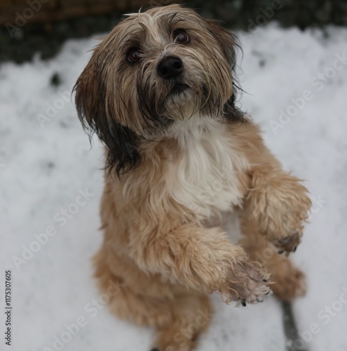 Tibetan terrier snow happy pet dog