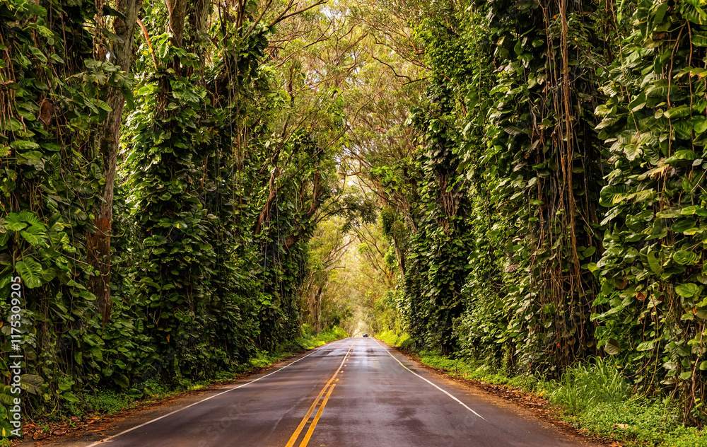 Obraz premium Magnificent alley of tropical trees