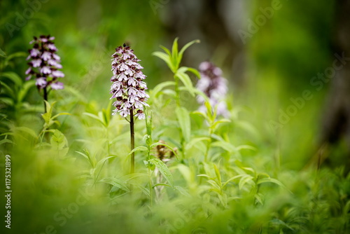 Orchis purpurea. This type of orchid grows mainly in Central Europe. In the Czech Republic it grows in Central, Eastern and Northern Bohemia. Moravia-more locations. Beautiful nature photos. Free natu
