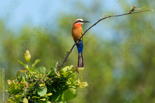 Guêpier carmin,.Merops nubicoides, Southern Carmine Bee eater photo