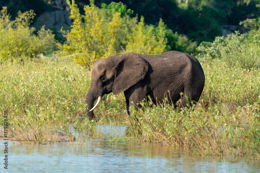 Fototapeta premium Éléphant d'Afrique, Loxodonta africana, Parc national Kruger, Afrique du Sud