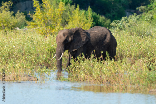 Éléphant d'Afrique, Loxodonta africana, Parc national Kruger, Afrique du Sud photo