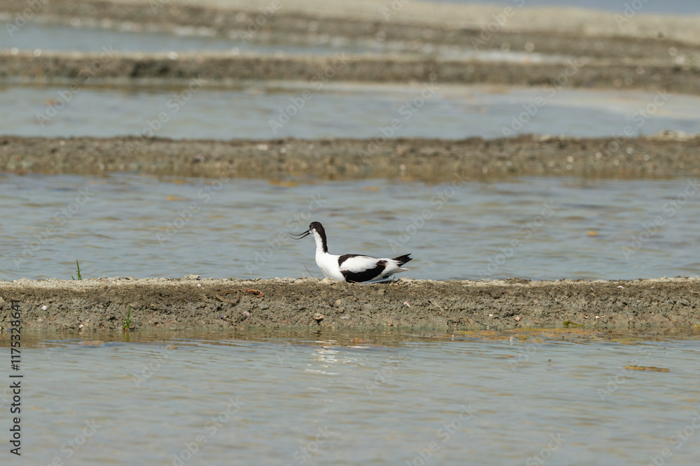 marais salants , île de Noirmoutier, 85, Vendée, France marais salants , île de Noirmoutier, 85, Vendée, France