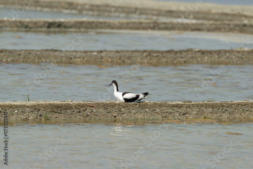 marais salants , île de Noirmoutier, 85, Vendée, France photo