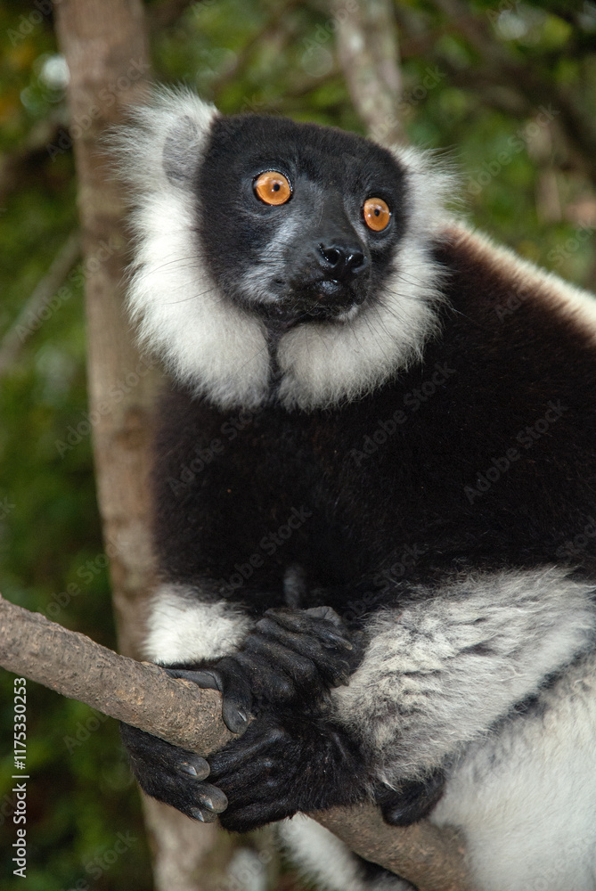 Obraz premium Vari noir et blanc, Varecia variegata, Lémur, Lémurien, Madagascar
