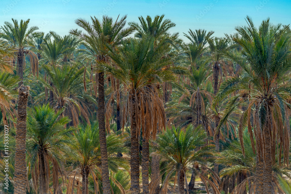 La palmeraie de Tozeur en Tunisie La palmeraie de Tozeur en Tunisie