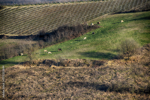 Val Curone, mucche al pascolo, Alessandria . Piemonte, Italia photo