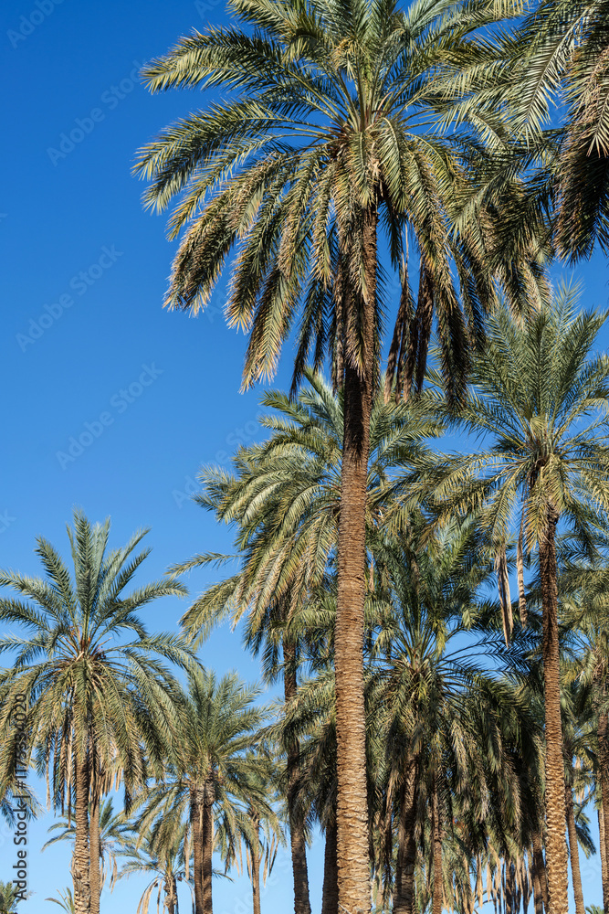 La palmeraie de Tozeur 