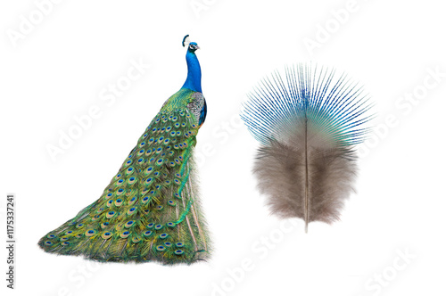 Colorful peacock displaying feathers with vibrant details isolated on white background photo