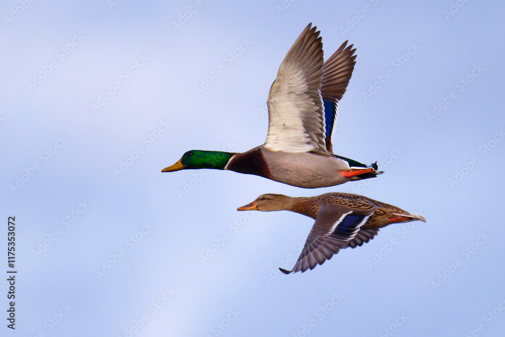 Obraz premium Fliegende Stockenten