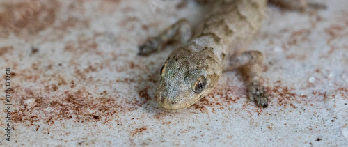beautiful lizard in the garden. Selective focus