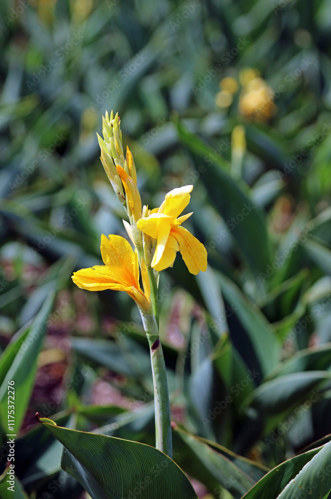 Obraz premium Closeup of a sunlit yellow Canna Lily bloom, New South Wales Australia 