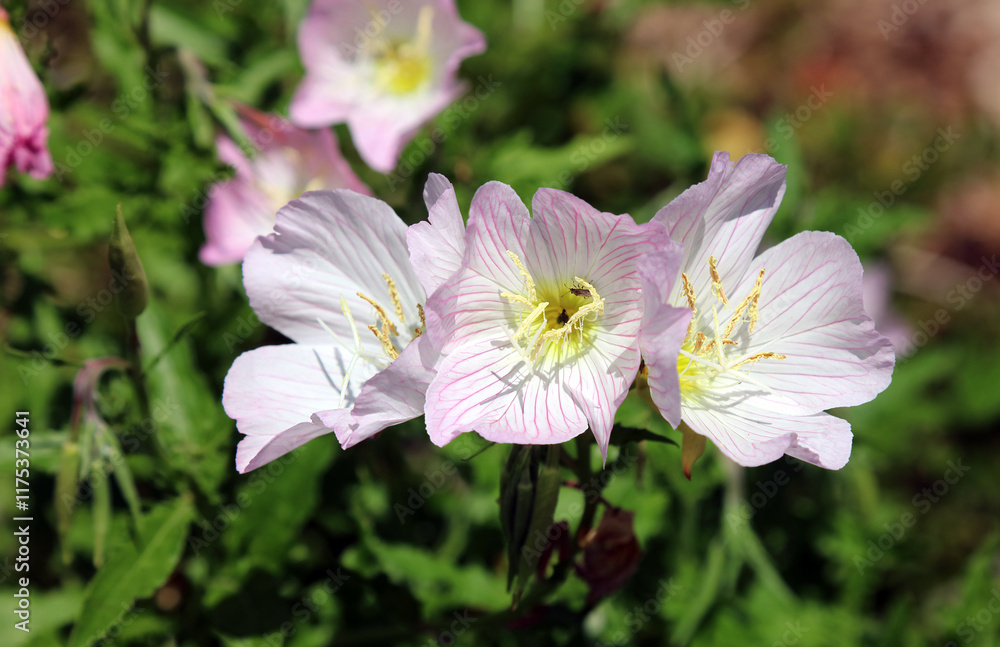 Macro image of Wild Petunia blooms, New South Wales Australia
Macro image of Wild Petunia blooms, New South Wales Australia