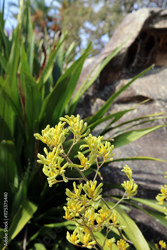 Yellow Kangaroo Paw blooms, New South Wales Australia
 photo