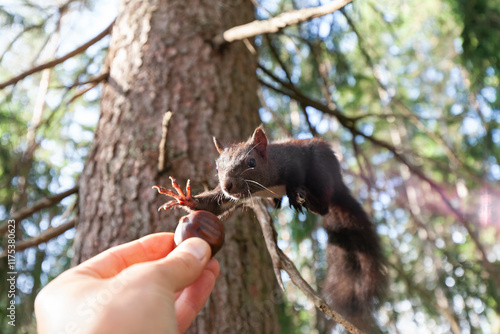 Eichhörnchen auf dem Baum. Zahmes Eichhörnchen will gefüttert werden und greift nach der Esskastanie. photo