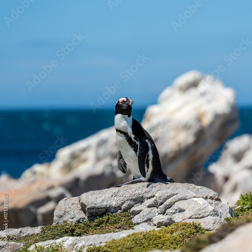 African Penguin on Coastal Rocks in Betty's Bay with Ocean Backdrop - Wildlife Photography photo