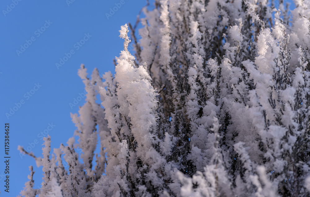 juniper branches covered with white frost juniper branches covered with white frost