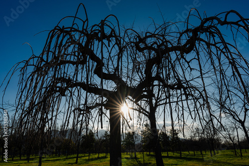 Kışın kuruyan dut ağacı. In the winter, the starry lights of the setting sun through the dry branches of the leafless trees in the city park.