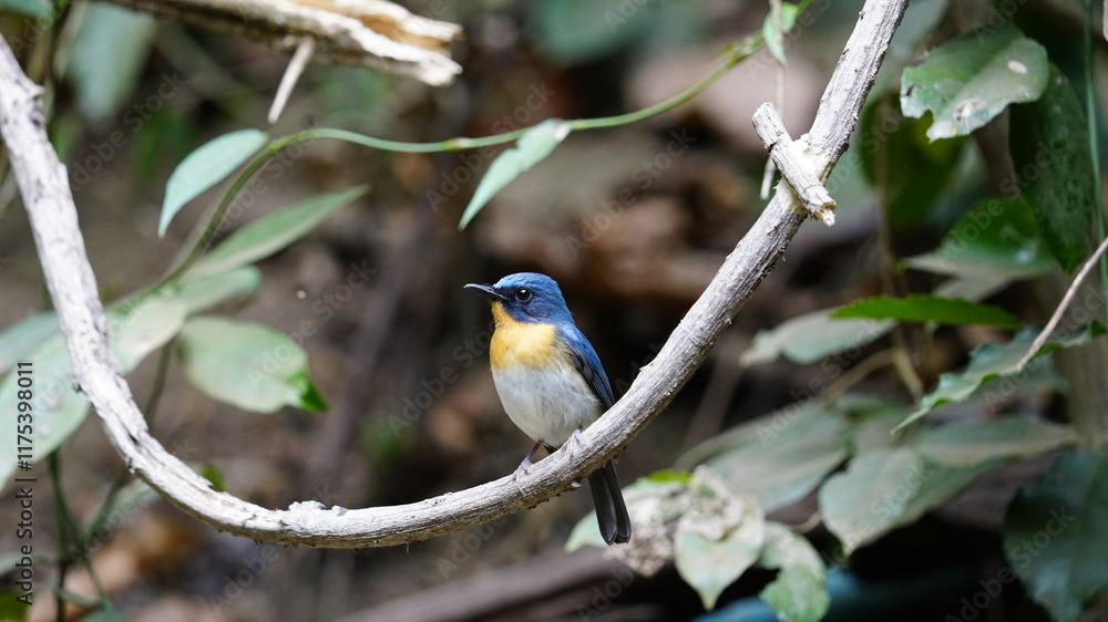 Fototapeta premium Hill blue-flycatcher. Medium-sized confusing flycatcher. Male is beautifully colored, with deep blue upperparts, orange throat and breast, and white belly.