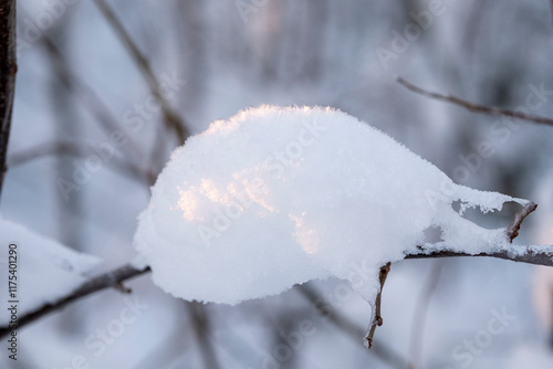 branches covered with snow