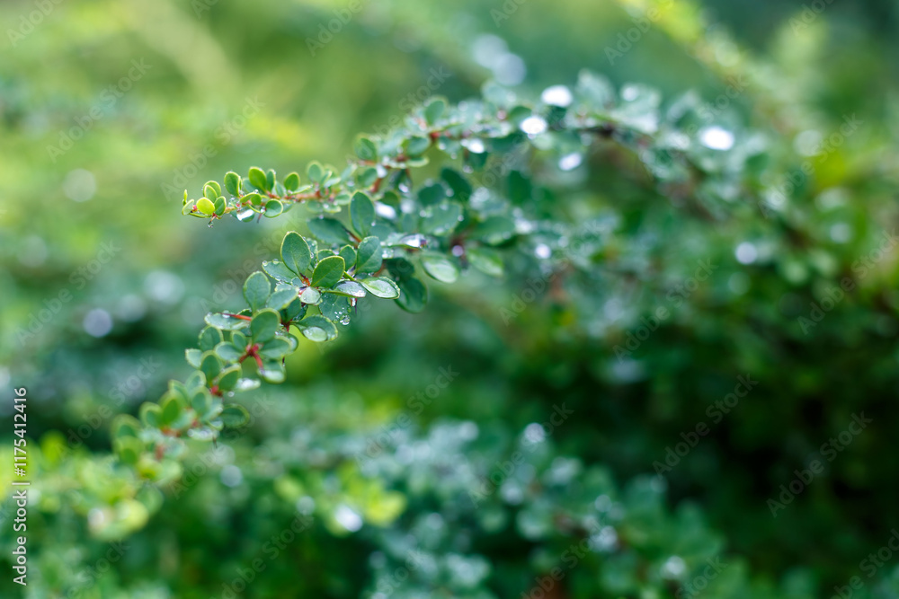 Close up of a branch of horizontal cotoneaster Cotoneaster horizontalis with small green leaves and water droplets on a blurred natural background Close up of a branch of horizontal cotoneaster Cotoneaster horizontalis with small green leaves and water droplets on a blurred natural background