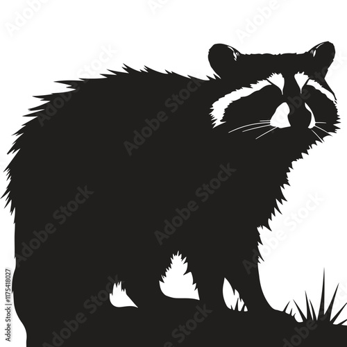 Black and white raccoon image