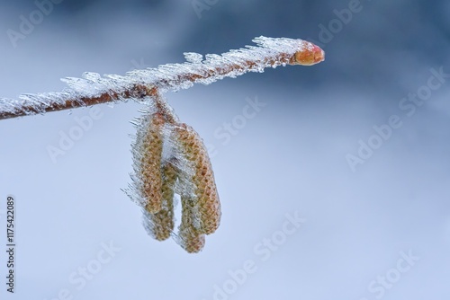 detail of a frozen twig with catkins with a beautiful blue background photo