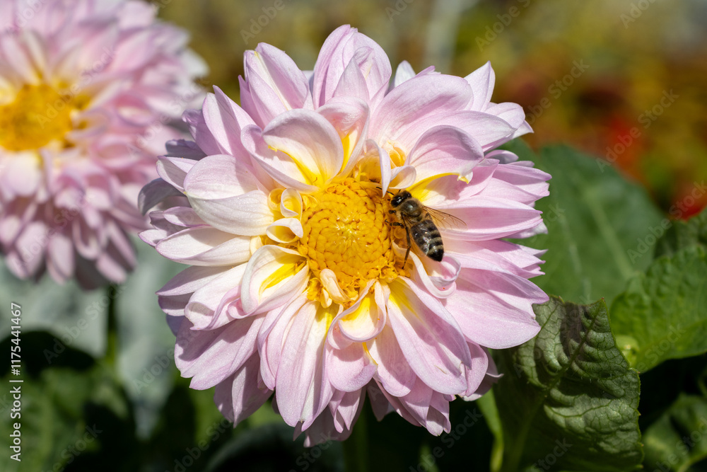 Obraz premium bee on pink flower