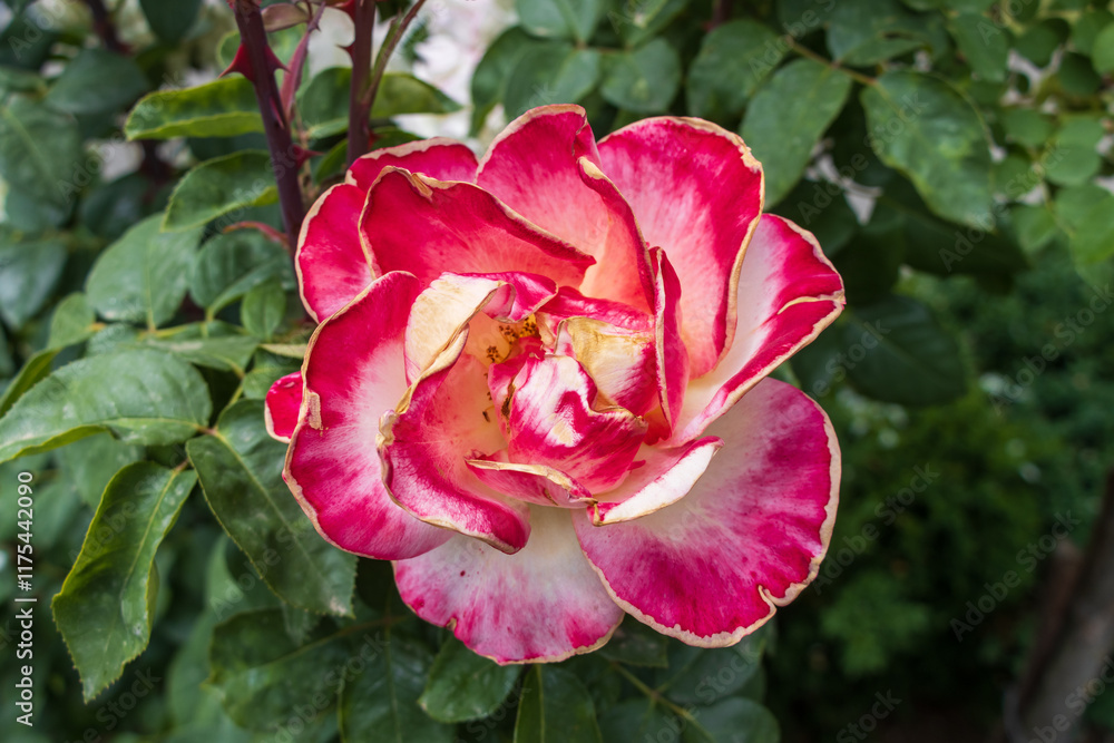 pink rose flower pink rose flower