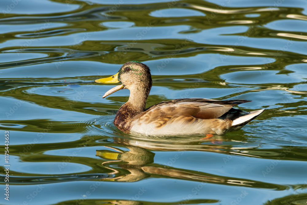 Fototapeta premium duck in the water