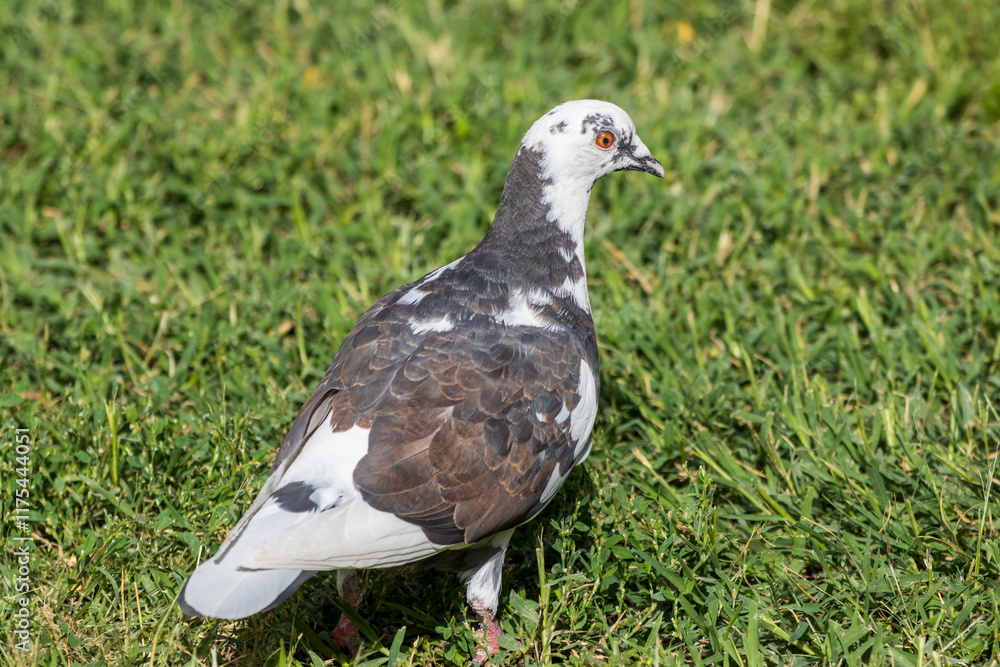 Fototapeta premium pigeon on grass