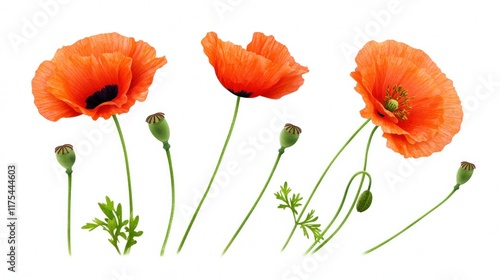 Vibrant orange poppies with buds and green leaves on a white background.