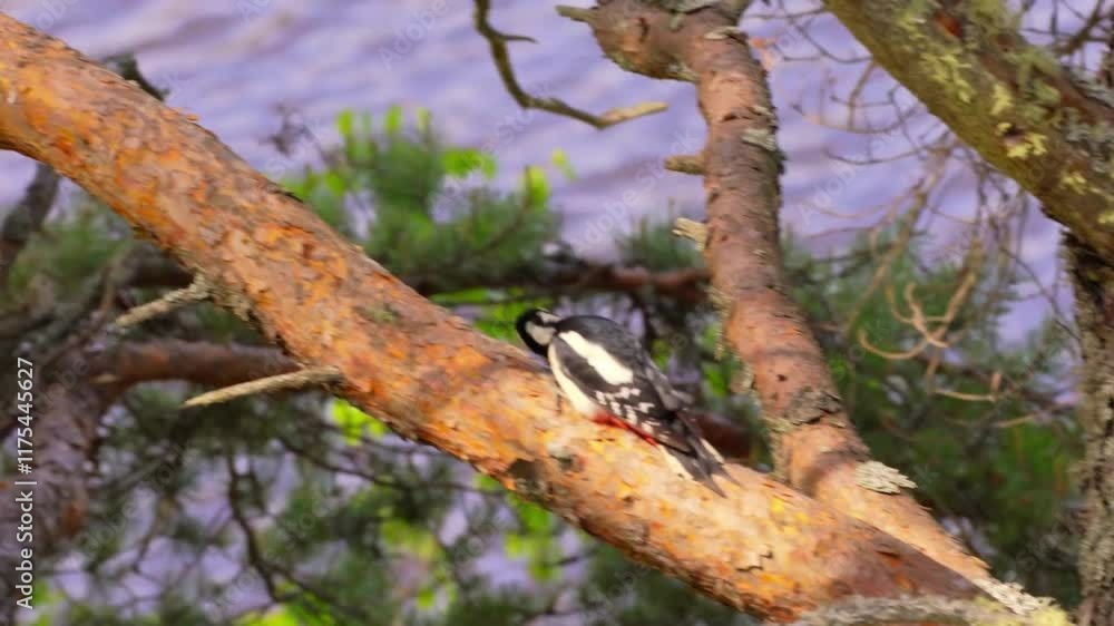 A Great Spotted Woodpecker Sitting On A Tree A Great Spotted Woodpecker Sitting On A Tree