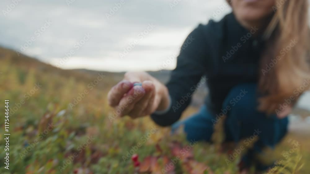 Woman picking wild blueberries in the mountain. Russia, Teriberka Woman picking wild blueberries in the mountain. Russia, Teriberka