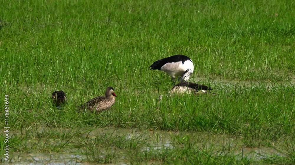 A Pair Of Knob-Billed Duck Foraging For Vegetation A Pair Of Knob-Billed Duck Foraging For Vegetation